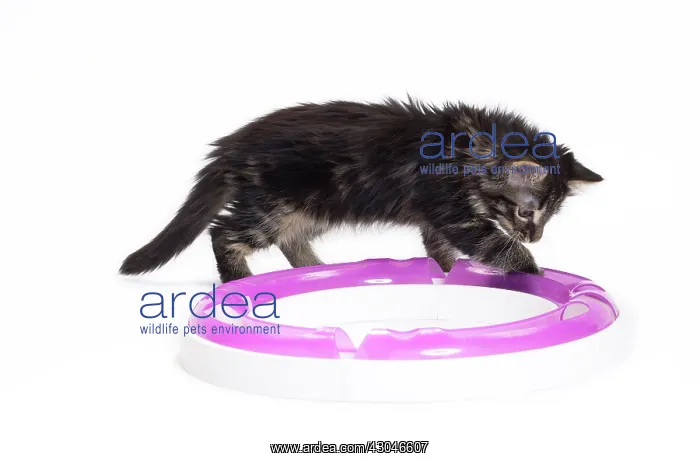  : Domestic Cat Kitten with toy playing