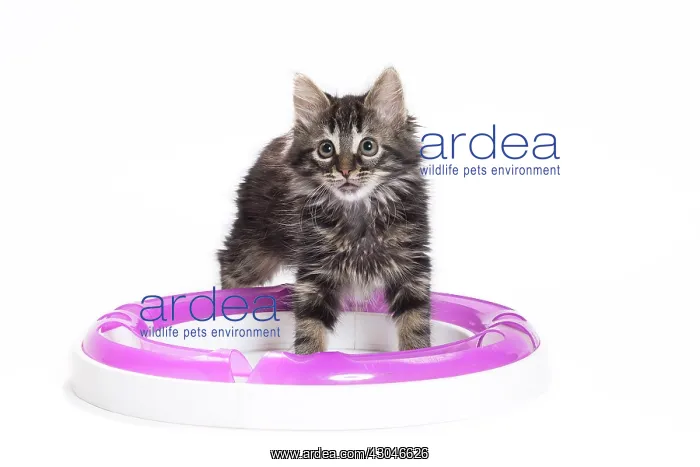  : Domestic Cat Kitten with toy playing