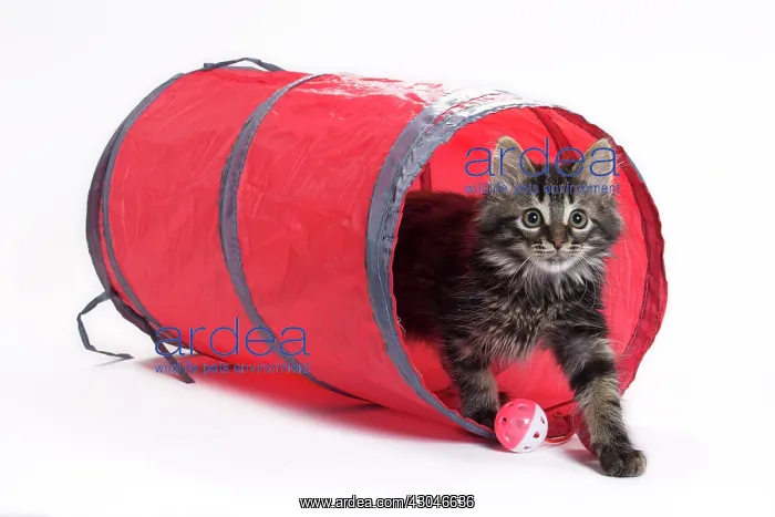 : Domestic Cat Kitten with toy tunnel playing