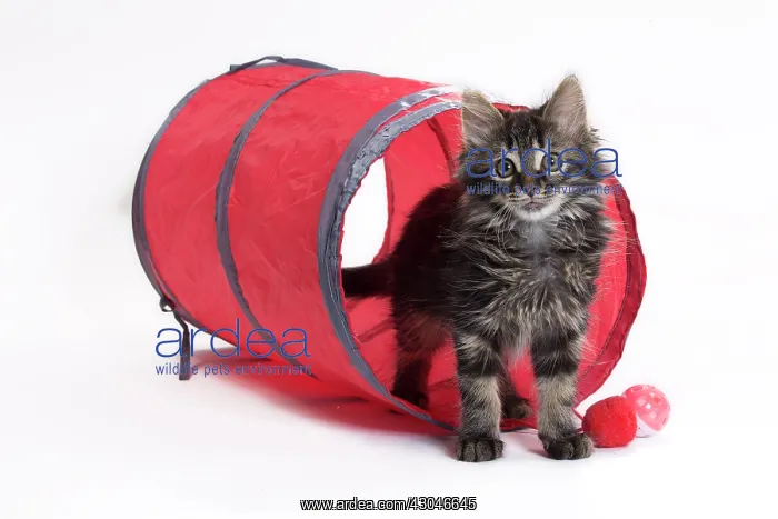  : Domestic Cat Kitten with toy tunnel playing