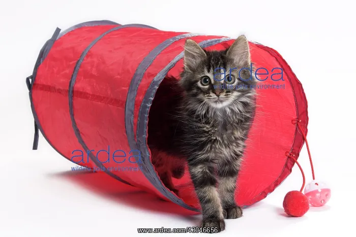  : Domestic Cat Kitten with toy tunnel playing