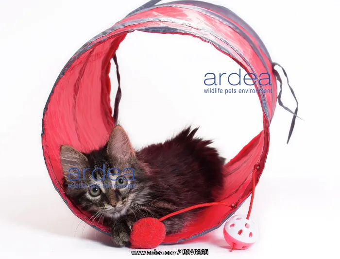  : Domestic Cat Kitten with toy tunnel playing