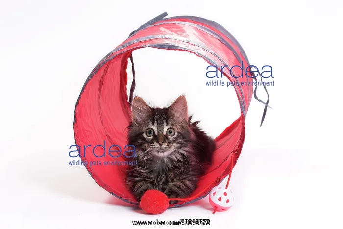  : Domestic Cat Kitten with toy tunnel playing