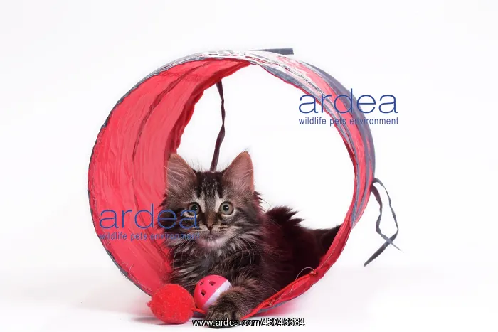  : Domestic Cat Kitten with toy tunnel playing