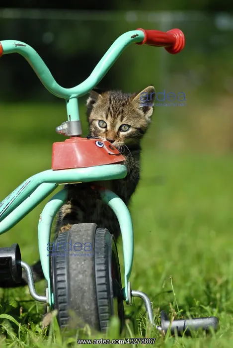 : Domestic cat, kitten on a tricycle : Domestic cat, kitten on a tricycle