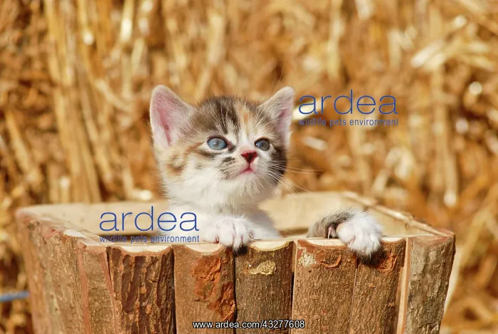 : Domestic cat, kitten in a wooden box in front of : Domestic cat, kitten in a wooden box in front of