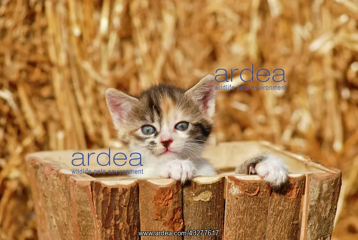 : Domestic cat, kitten in a wooden box in front of : Domestic cat, kitten in a wooden box in front of