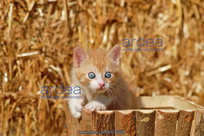 : Domestic cat, kitten in a wooden box in front of : Domestic cat, kitten in a wooden box in front of