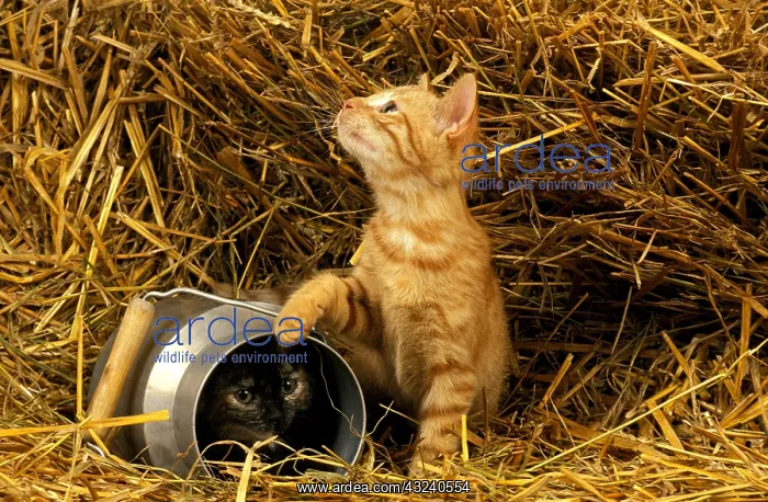 : Domestic Cat, Kittens playing in a Milk Pot on Straw : Domestic Cat, Kittens playing in a Milk Pot on Straw