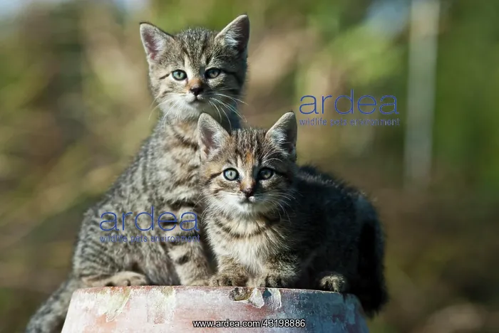 : Domestic cat, two kittens sitting on a terracotta : Domestic cat, two kittens sitting on a terracotta