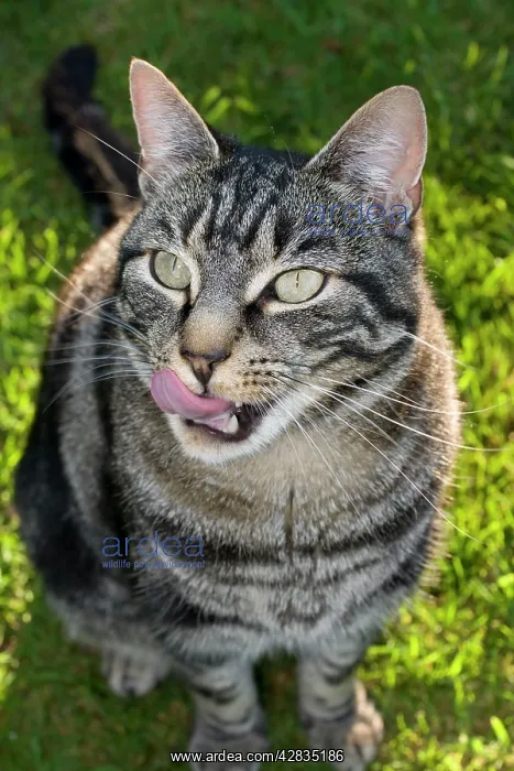  : Domestic Cat - licking lips