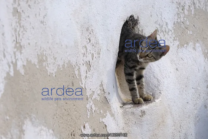 : Domestic Cat looks out of a wall Cyclades islands Greece : Domestic Cat looks out of a wall Cyclades islands Greece