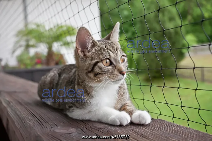 : Domestic Cat is lying on a balcony in front of a : Domestic Cat is lying on a balcony in front of a