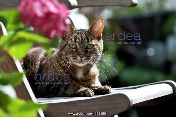 : Domestic cat lying on a chair : Domestic cat lying on a chair