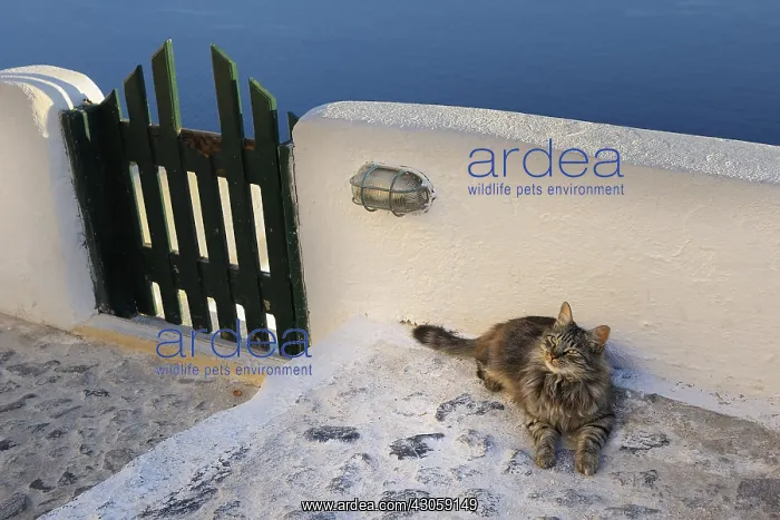 : Domestic Cat lying near a wall Cyclades islands Greece : Domestic Cat lying near a wall Cyclades islands Greece