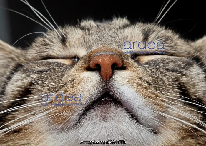  : Domestic cat, nose
