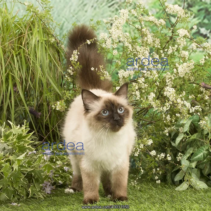 : Domestic cat outdoors
