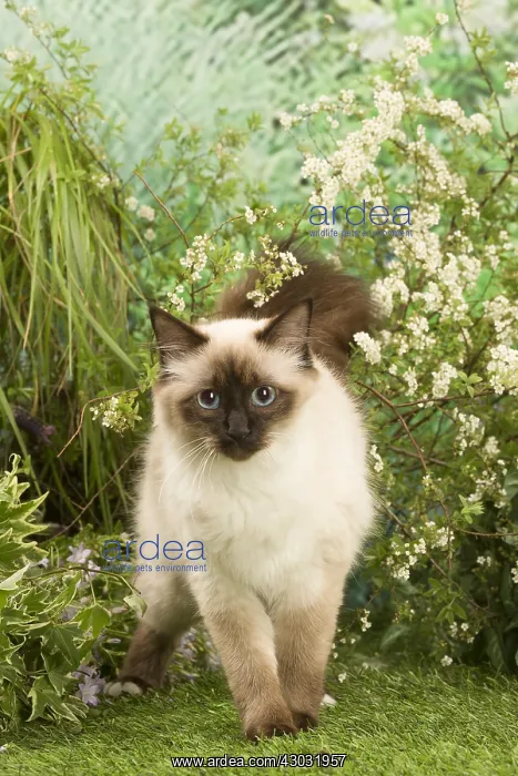 : Domestic cat outdoors