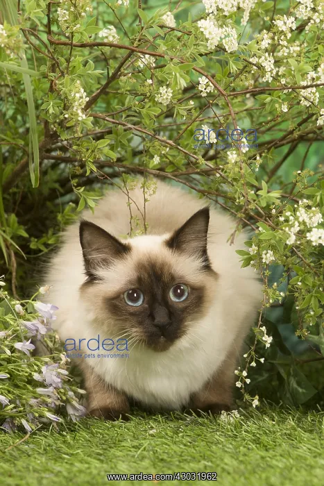  : Domestic cat outdoors