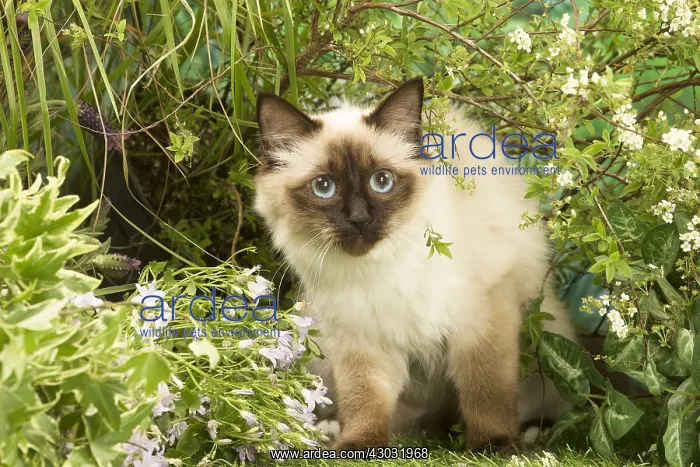  : Domestic cat outdoors