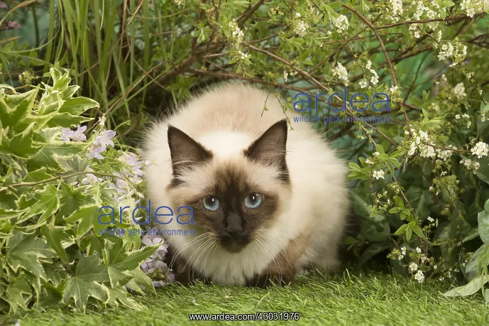  : Domestic cat outdoors