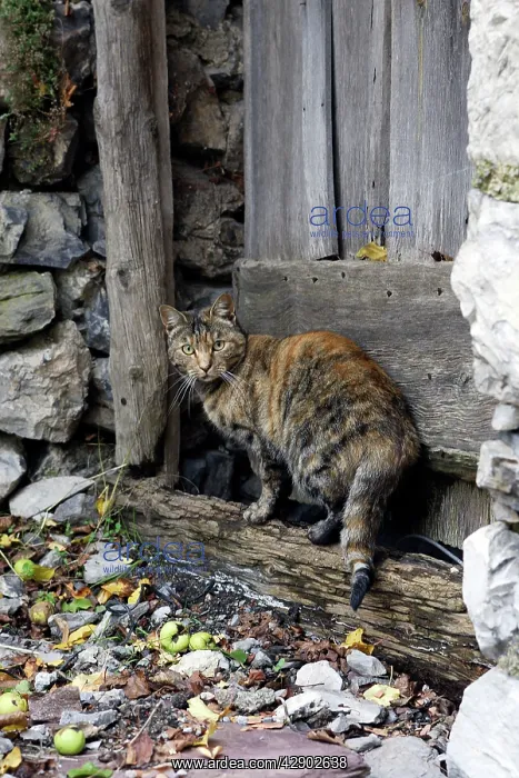: Domestic Cat - outside house : Domestic Cat - outside house