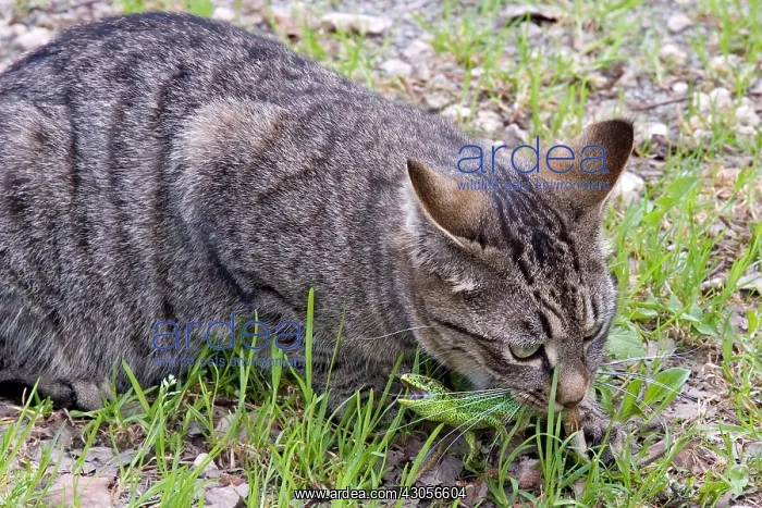 : Domestic cat predation a Sand Lizard France : Domestic cat predation a Sand Lizard France
