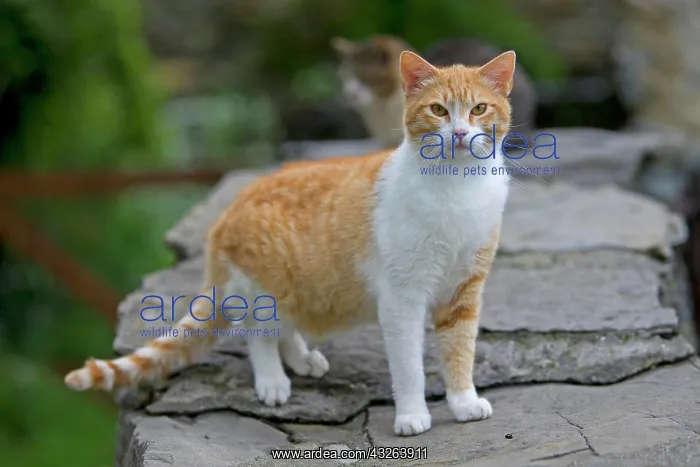 : Domestic cat, Pyrenees mountains, Spain, Europe : Domestic cat, Pyrenees mountains, Spain, Europe