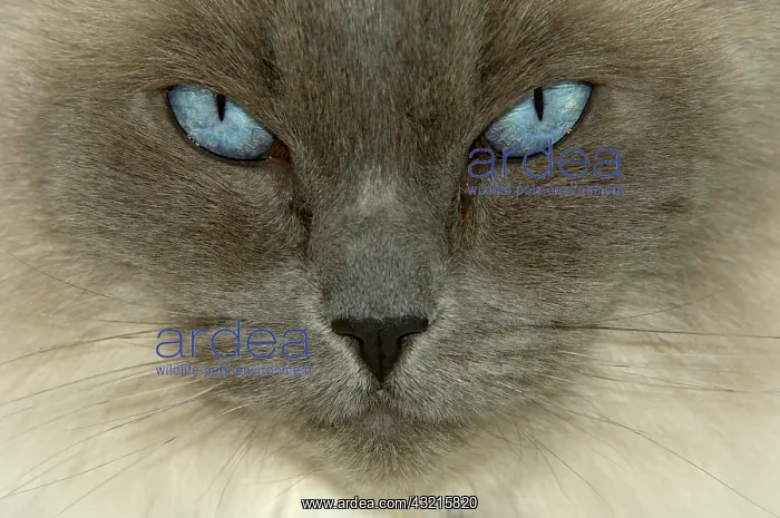 : Domestic cat, Ragdoll, portrait, blue eyes : Domestic cat, Ragdoll, portrait, blue eyes