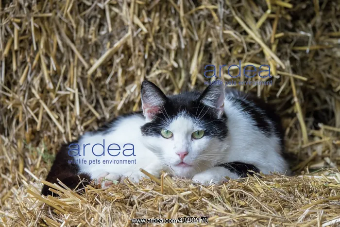 : Domestic cat - resting on bale of straw - Germany : Domestic cat - resting on bale of straw - Germany