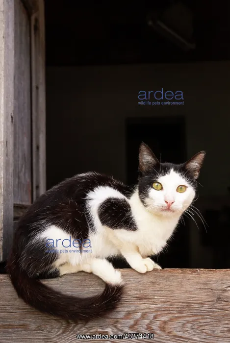 : Domestic cat. Resting at an open window. Trinidad : Domestic cat. Resting at an open window. Trinidad
