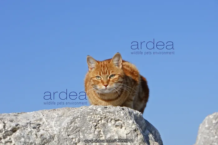 : Domestic cat on rock C'te d'Azur France : Domestic cat on rock C'te d'Azur France