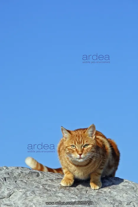 : Domestic cat on rock C'te d'Azur France : Domestic cat on rock C'te d'Azur France