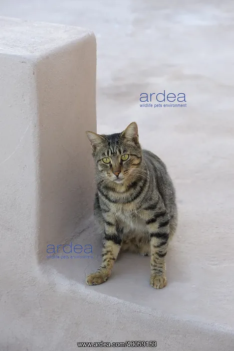 : Domestic Cat sitting Cyclades islands Greece : Domestic Cat sitting Cyclades islands Greece
