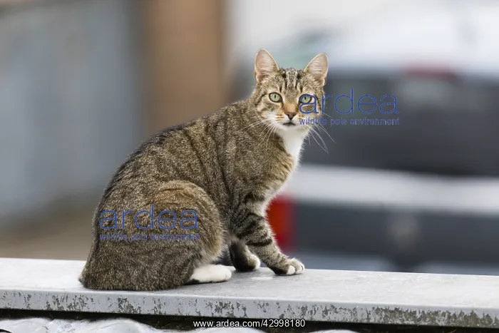 : Domestic Cat - sitting on garage roof, alert, North : Domestic Cat - sitting on garage roof, alert, North