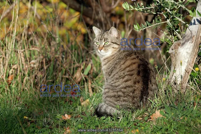 : Domestic cat sitting in a garden - France : Domestic cat sitting in a garden - France