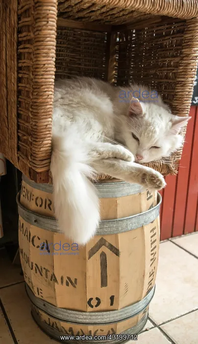 : Domestic cat sleeping in a basket on a coffee barrel : Domestic cat sleeping in a basket on a coffee barrel