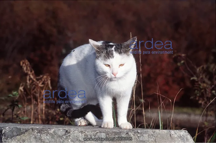 : DOMESTIC CAT - standing on stone with ears back : DOMESTIC CAT - standing on stone with ears back