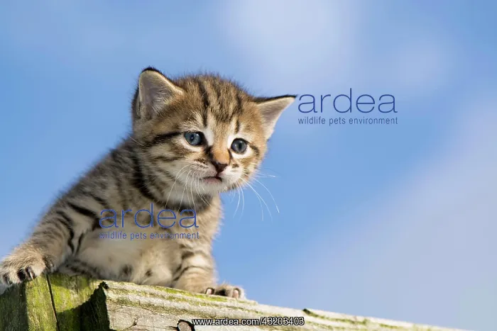 : Domestic Cat, tabby kitten, exploring outdoors : Domestic Cat, tabby kitten, exploring outdoors