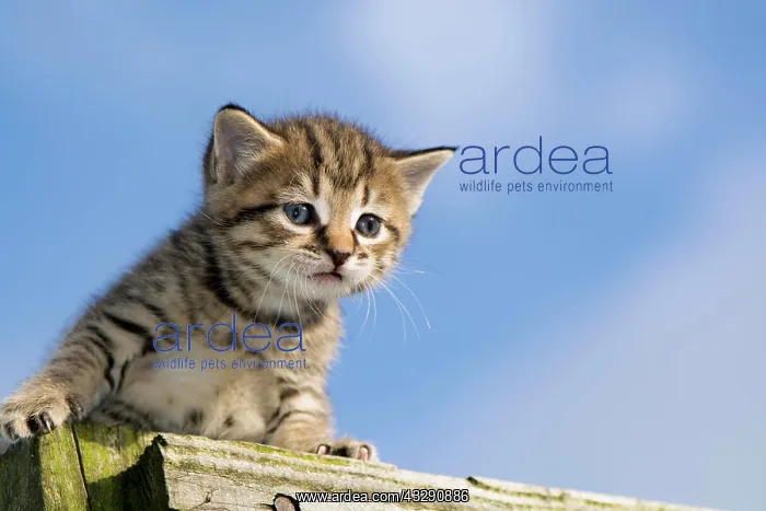 : Domestic Cat, tabby kitten, exploring outdoors : Domestic Cat, tabby kitten, exploring outdoors