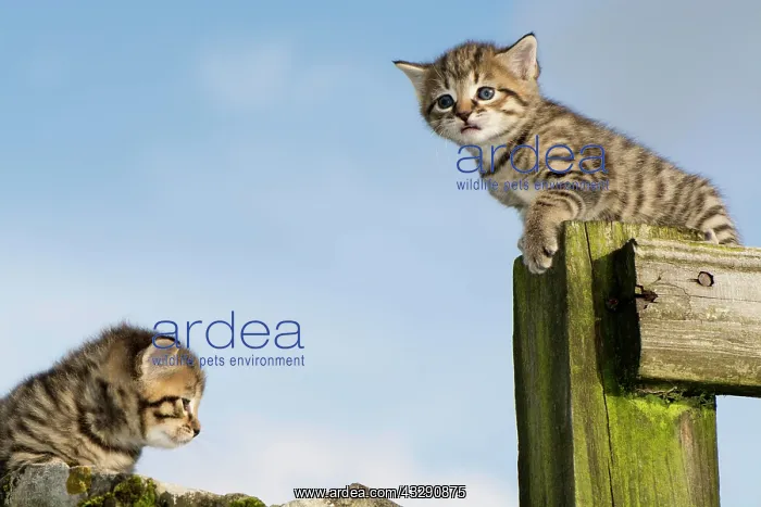 : Domestic Cat, two tabby kittens, exploring outdoors : Domestic Cat, two tabby kittens, exploring outdoors