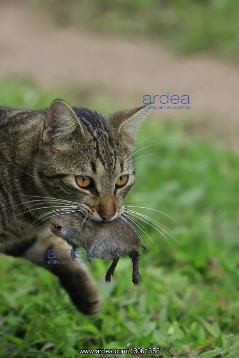 : Domestic cat taking a mouse Costa Rica : Domestic cat taking a mouse Costa Rica