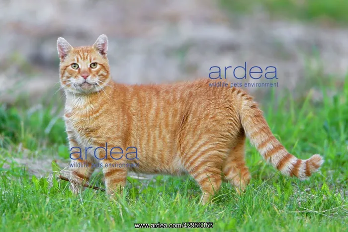 : Domestic Cat - Tom cat : Domestic Cat - Tom cat