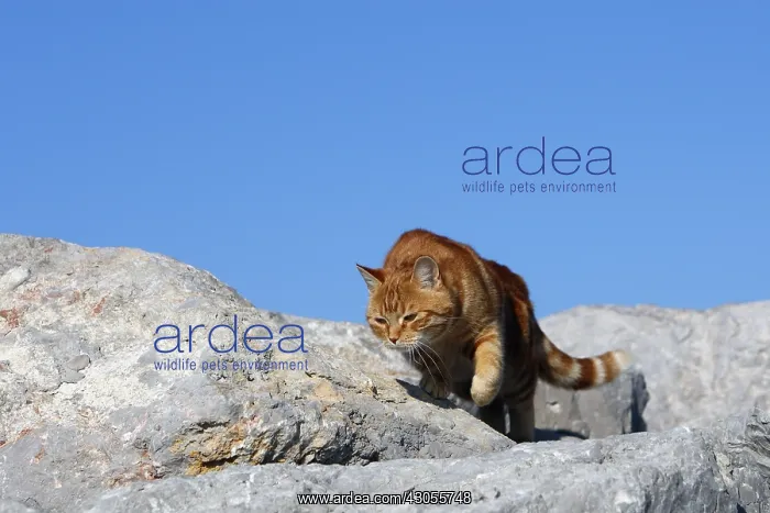 : Domestic cat walking on rock C'te d'Azur France : Domestic cat walking on rock C'te d'Azur France