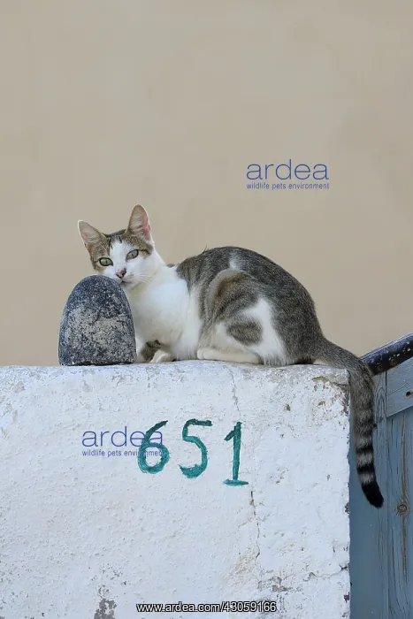 : Domestic Cat on a wall Cyclades islands Greece : Domestic Cat on a wall Cyclades islands Greece