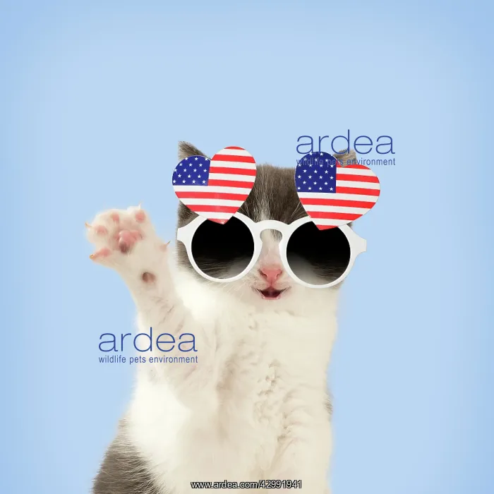 : Domestic Cat, waving, wearing heart shaped American : Domestic Cat, waving, wearing heart shaped American