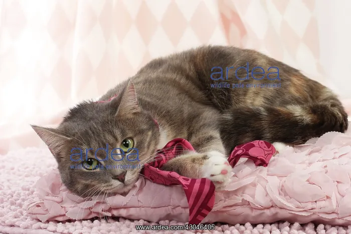  : Domestic Cat wearing scarf