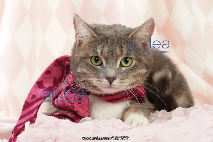  : Domestic Cat wearing scarf