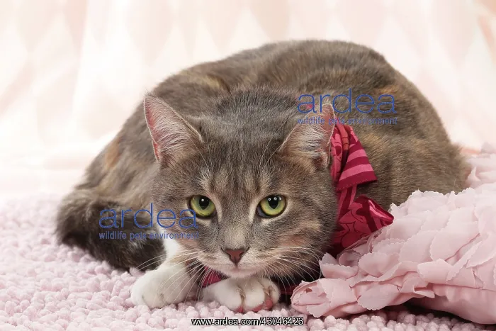  : Domestic Cat wearing scarf