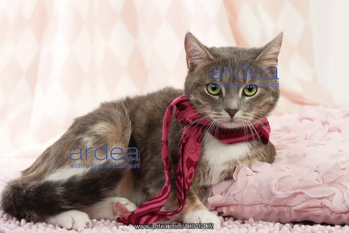 : Domestic Cat wearing scarf